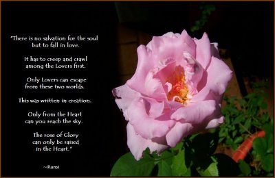 Rose of Glory