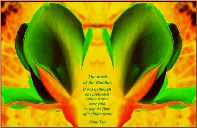 The Words of the Buddha