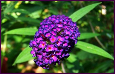 Buddleia