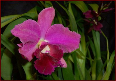 Chia Lin Cattleya