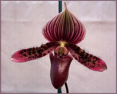 Paphiopedilum 1