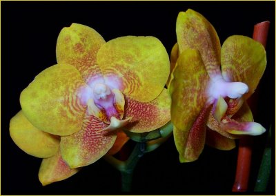 Phal. Brothers Gold