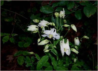 Columbine