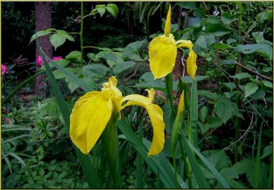 Japanese Iris 6.jpg