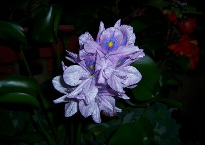 Water Hyacinths
