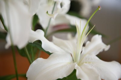 NATURE 2007