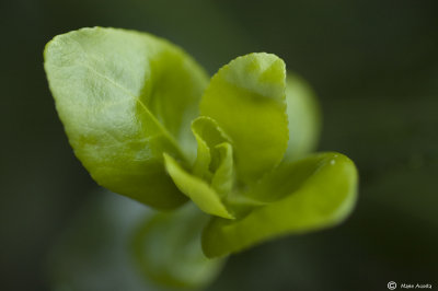 Bud.jpg