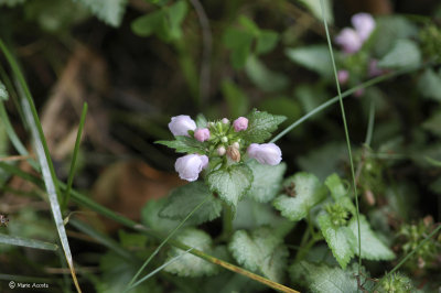 Lamium.jpg