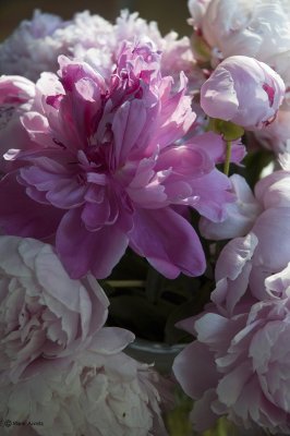 Peonies.jpg