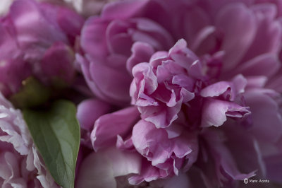 Peony 1.jpg