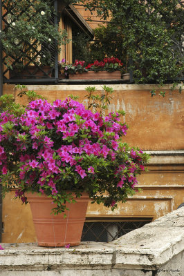 Spanish Steps-Rome.jpg