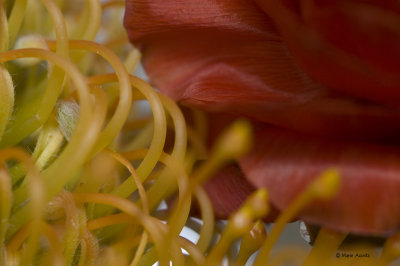 Up Close.jpg