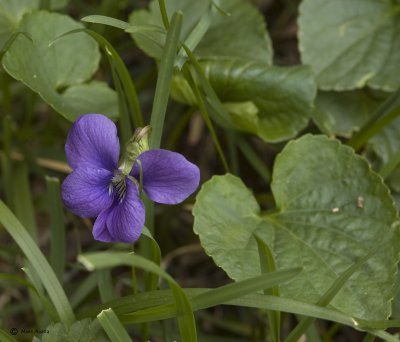 Spring has reached the corners of my yard.