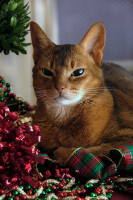 Christmas George.jpg