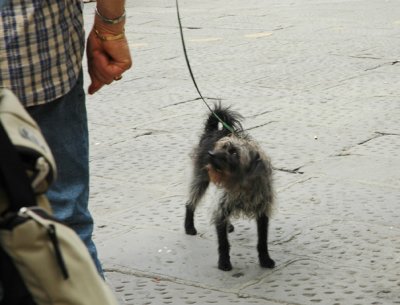 Scrappy dog of Firenze