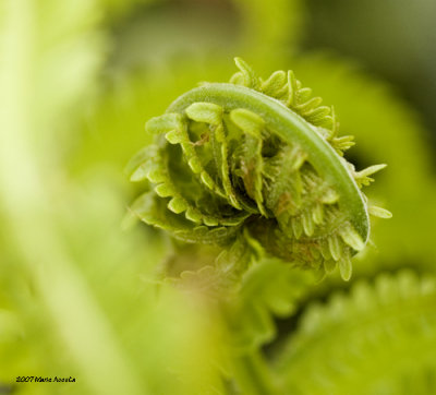Fern