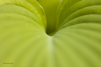 Hosta