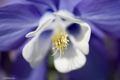 Columbine