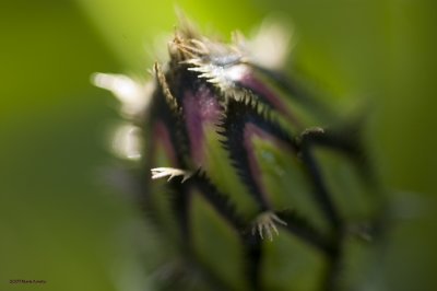 A bud of a Batchelor Button