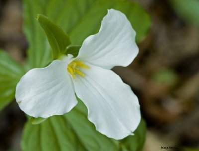 Trillium 1