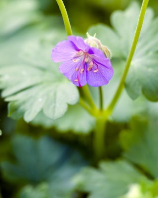 First geranium