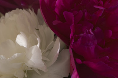 From the garden