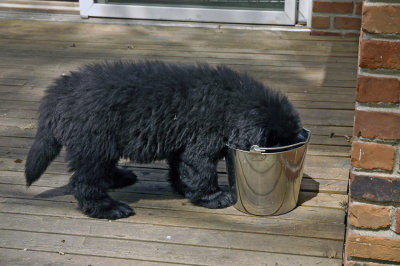 Nelson_11wks-0017_ret_PB.jpg