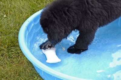 Training to be a water dog...