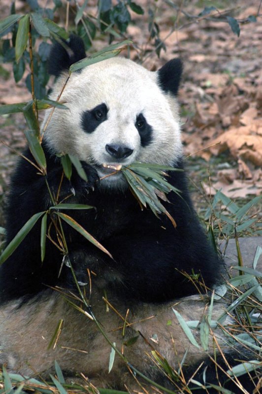 0301CN188E+  Panda bear eating bamboo leaves, CHINA