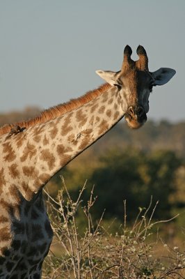 Africa0026.jpg