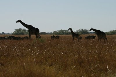 Africa0027.jpg