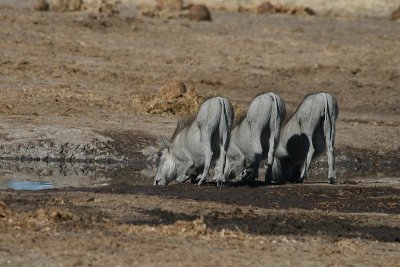 Africa0028.jpg