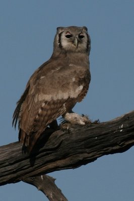 Africa0031.jpg