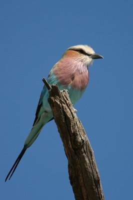 Africa0035.jpg