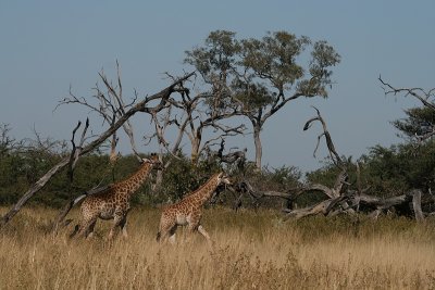 Africa0036.jpg