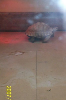 Girls favoriteTurtle