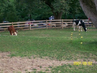 Pretty Cows