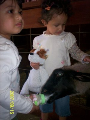 Bella is feeding while Leyla is petting the Sheep...