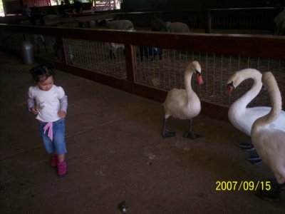 Leyla is among the Swans