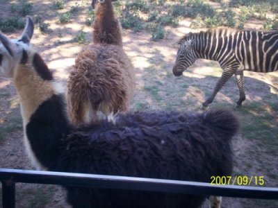 We saw Lamas and Zebra on our way to hay ride to Zoofari