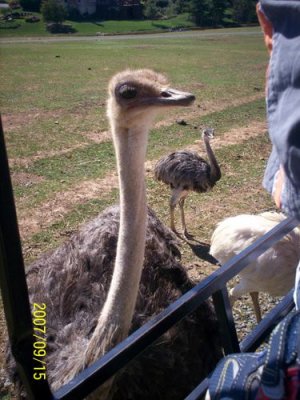Look at the Ostrich