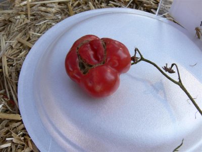 Ugliest Tomato