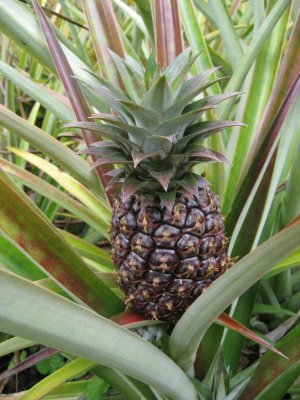 Pineapple on the Plant