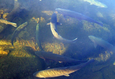 large trout.jpg