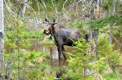 moose eating.jpg