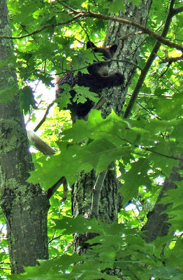 440 cub in tree.jpg