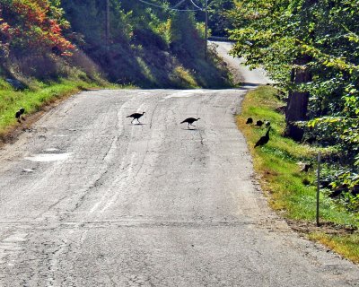 turkeys on road.jpg