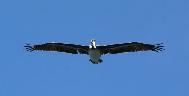 Pelicans of Humboldt Bay 3425.jpg