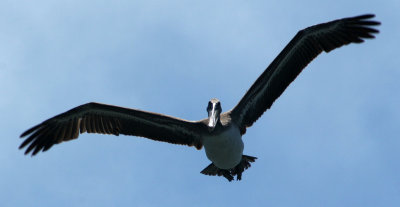 Pelicans of Humboldt Bay 3371.jpg