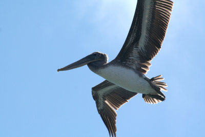 Pelicans of Humboldt Bay 3376.jpg